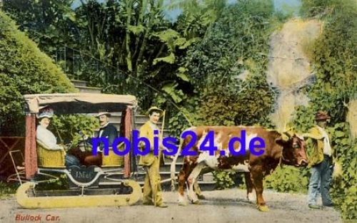 Bullock Car PORTUGAL *ca.1915