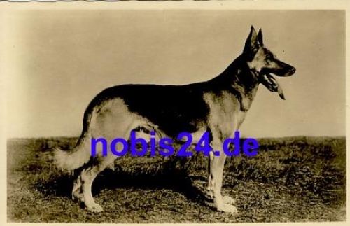 German shepherd * around 1959