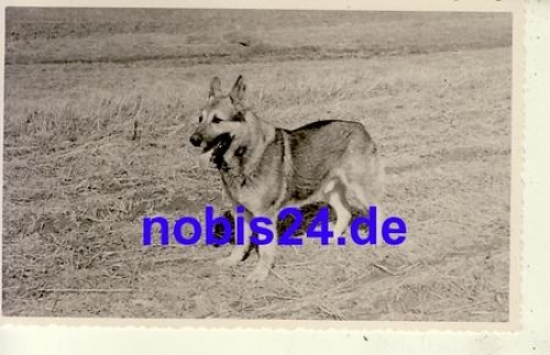 German shepherd * around 1930