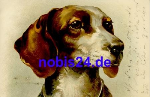 Hunting dog artist card o 1907