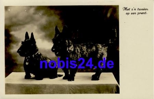 Dogs - Fox couple * around 1940