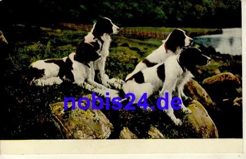Four dogs *ca.1900