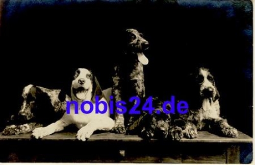 Fünf Hunde Fotokarte *ca.1930
