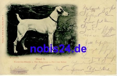 Fox Terrier bitch o 1900