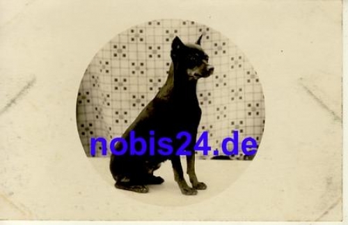 Junger Hund *ca.1930