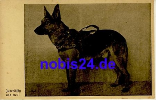 German shepherd as a medical service dog for the blind *ca.1935