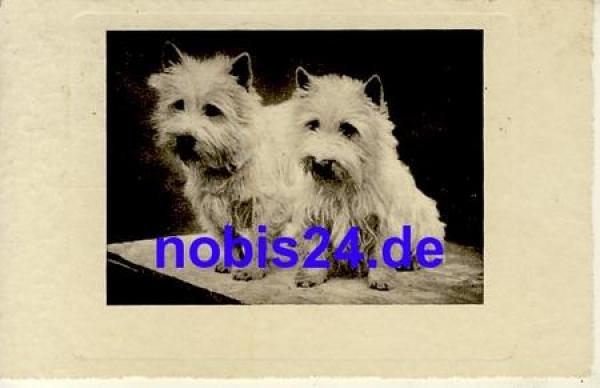 Junger Hund *ca.1930