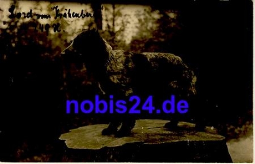 Junger Hund o 1925