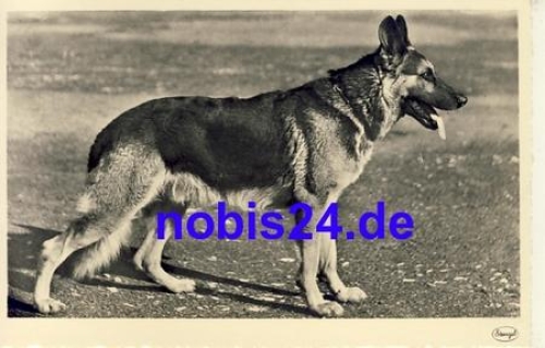 German shepherd *ca.1935