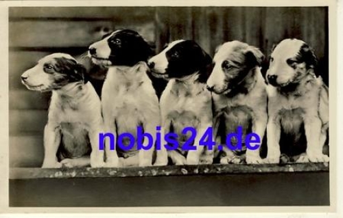 Five young dogs *ca.1950