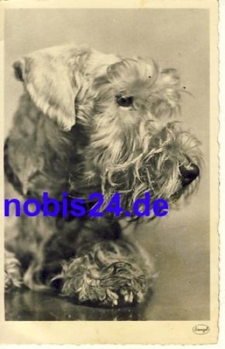 Schnauzer dog * around 1950