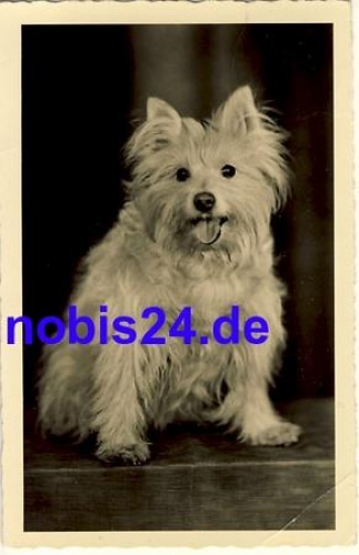 Spitz dog o 1961