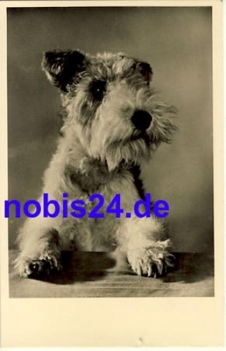 Schnauzer Hund o 1961