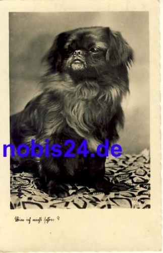 Tibetan Spaniel dog * around 1935