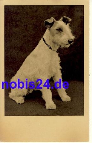 Fox Terrier dog *ca.1950