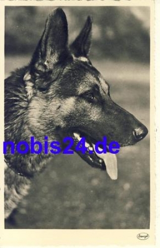 Deutscher Schäferhund *ca.1935