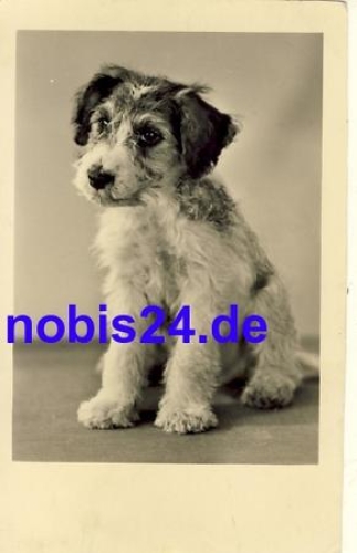 Foxterrier Hund *ca.1950