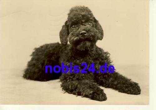 Poodle photo card o 1972