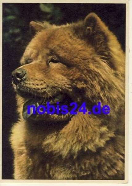 Chow Chow dog *ca.1950