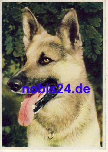 German shepherd o 1951