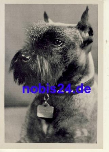 Schnauzer dog pepper and salt *ca.1950