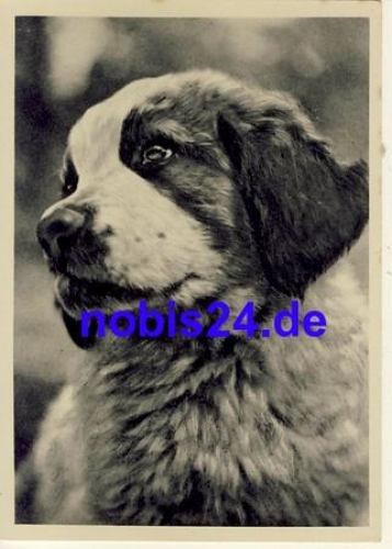 Saint Bernard dog *ca.1940