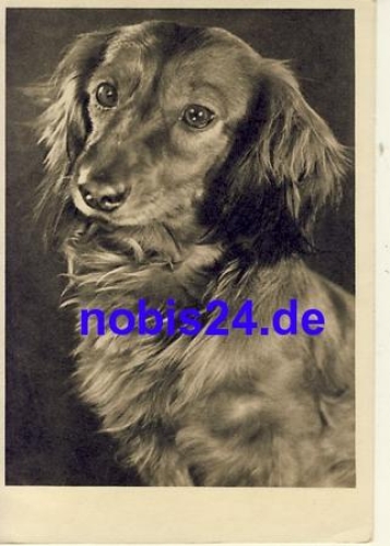 Dachshund * around 1950