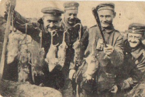 Catching rats in the trenches, soldiers, WWI., Gebr. circa 1915