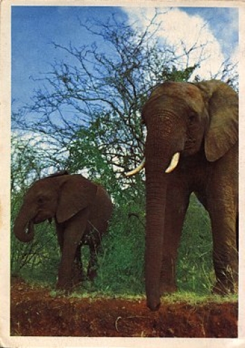 elephants in the steppe circa 1960