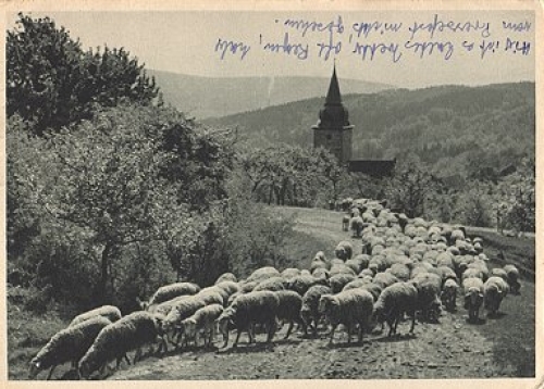 Schafe Schafsherde o 11.6.1974
