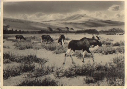 Elche * approx. 1950