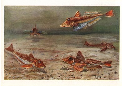 Fish, gurnards, swimming and walking * ca. 1960