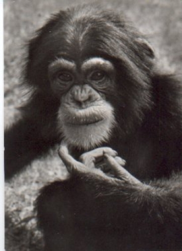 Monkeys Young chimpanzees o 10.7.1978