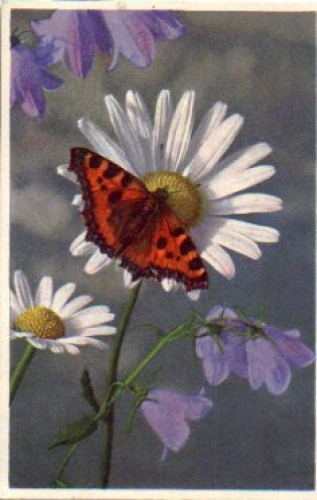 Butterfly on Magarithen flower br. 5/3/1960