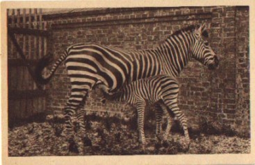 Zebra with foal * ca. 1930