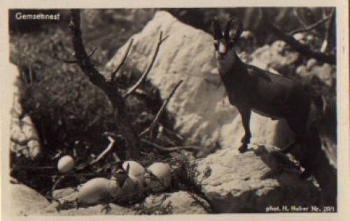 Chamois nest * ca. 1930