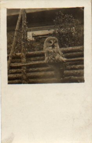 Owl, Tawny Owl, real photo used circa 1920