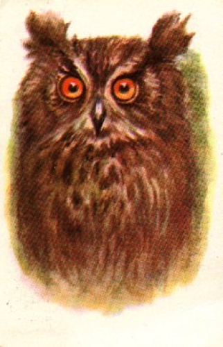 Owl, tawny owl artist card o approx. 1987