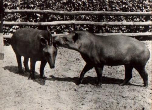 South American Tapir no AK * ca. 1950