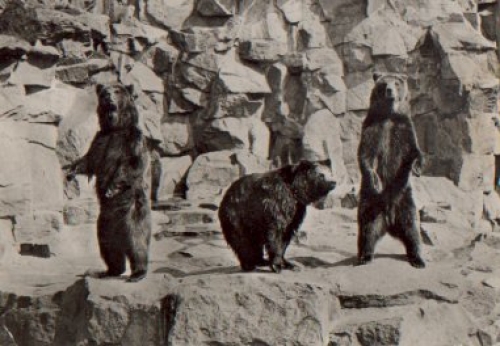 Kamchaka bears, Tierpark Berlin Zoo, gebr. January 24, 1974