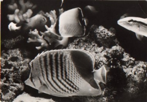Coral fish from the Red Sea * ca. 1980