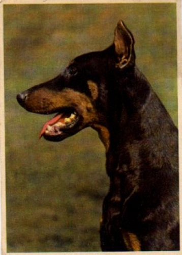 Dobermann Hund * ca. 1960