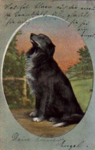Black dog sits, artist card o April 4, 1902