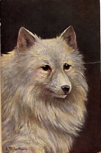 Pointed Dog artist card A. Müller-Münchberg, * around 1900