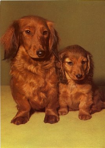 Dachshund with puppy, * approx. 1970