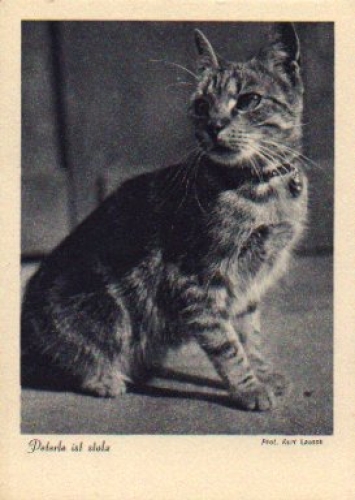 Hauskatze, Peterle ist stolz, * ca. 1950