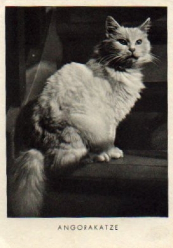 Angora cat on stairs, * approx. 1950
