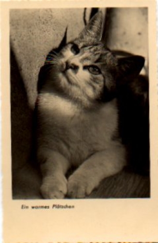 Cat a warm place * approx. 1960