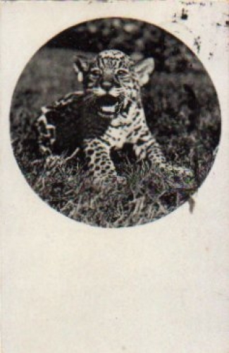 Wildcat Young Jaguar o 18.6.1930