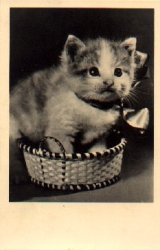 Young cat used in basket circa 1960